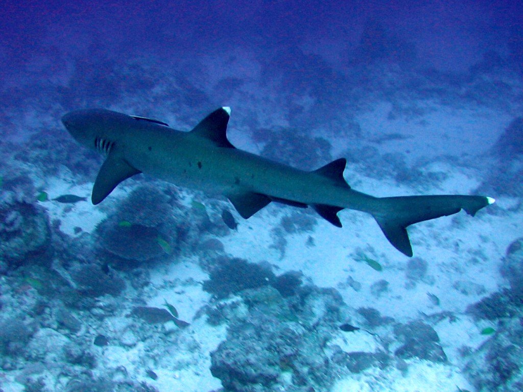 White tip reef shark swimming underwater in the Galapagos Islands.