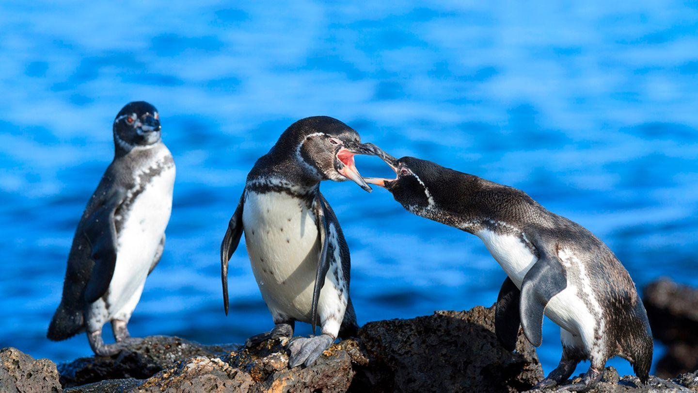 Galapagos penguins standing together on volcanic rocks beside the ocean.