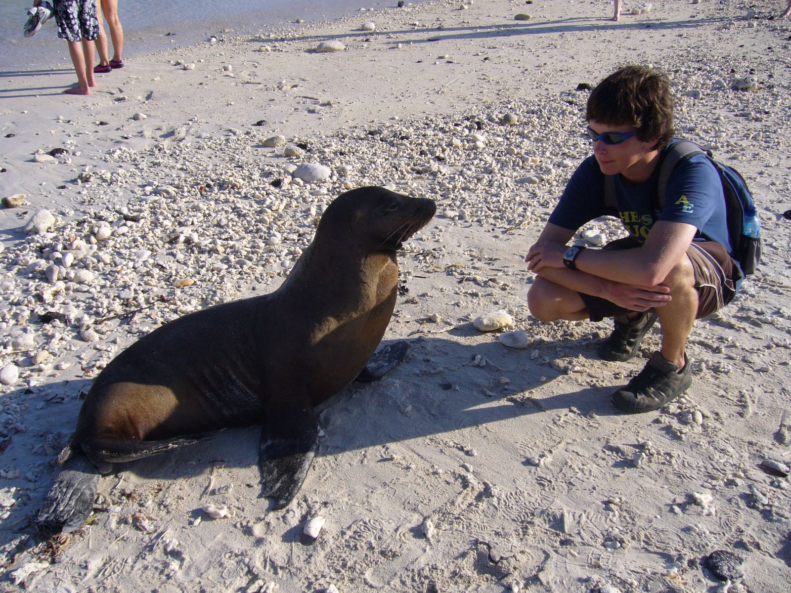 Visitor observing a Galapagos sea lion on a white sandy beach in the Galapagos Islands.