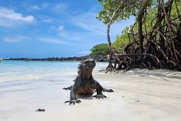 Marine iguana standing on a sandy Galapagos beach beside mangroves and turquoise water.