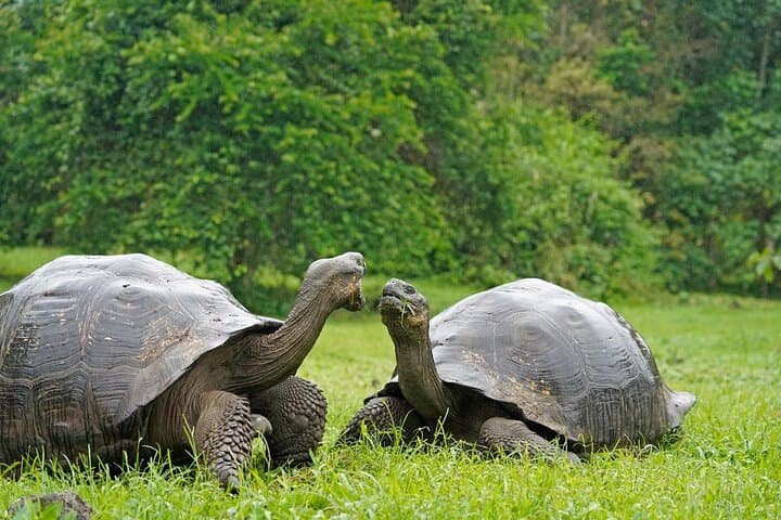 Galapagos giant tortoise walking through a natural landscape
