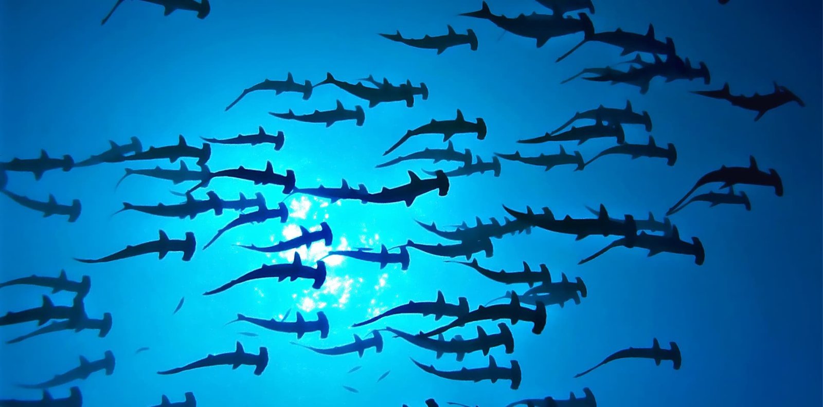 Hammerhead sharks swimming in the waters of the Galapagos Islands during a snorkeling or diving excursion.